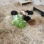 Апартаменты Jedelerhof