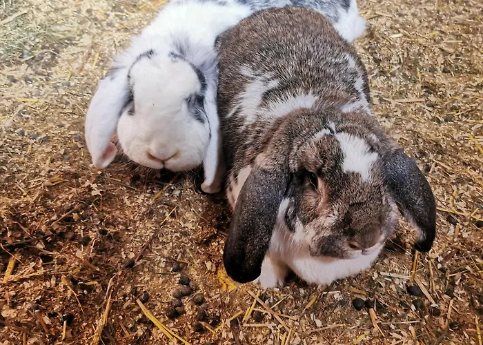 Apartment Jedelerhof