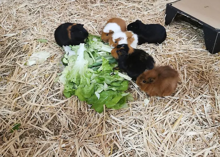 Apartment Jedelerhof